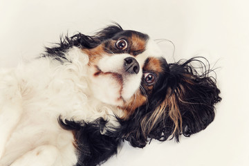 chien cavalier king charles tricolore © mariesacha