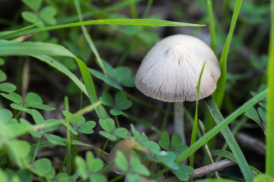 white mushroom in a field