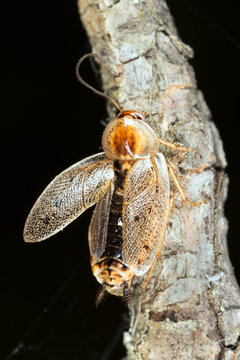 Tawny Cockroach, Ectobius pallidus