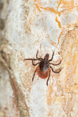 Castor bean tick, Ixodes ricinus crawling on wood