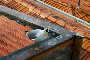 One white seagull is sitting on a roof