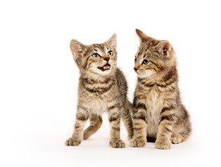 Plakat Two tabby kittens