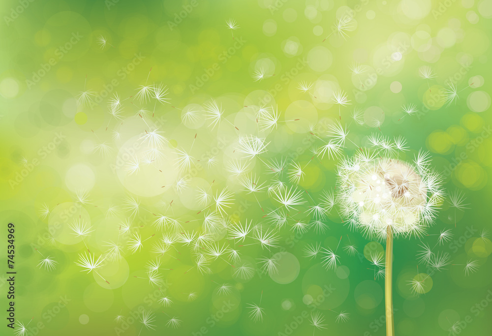 Wall mural vector spring bokeh background with white dandelion.