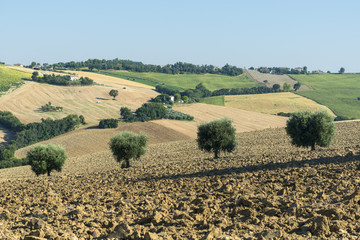 Marches (Italy): summer landscape