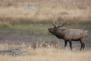 North American elk