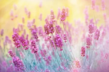 Crédence de cuisine en verre imprimé Lavande Beautiful lavender in flower garden