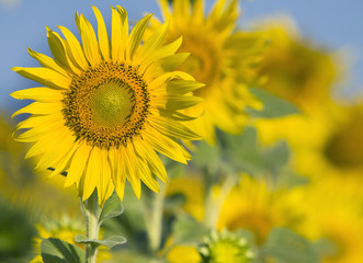 Obraz premium close up of beautiful sunflowers petal in flowers frild with cop