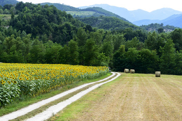 Marches: country landscape