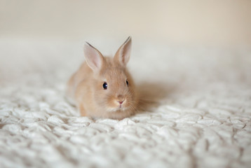 little Rabbit
