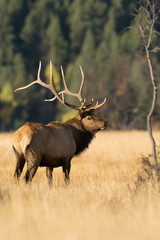 Naklejka na ściany i meble North American elk