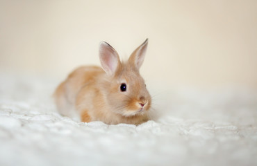 little Rabbit