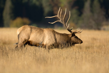 Obraz premium North American elk