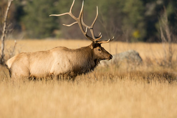 North American elk