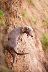 weimaraner dog