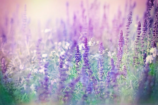 Fototapeta Purple flowers in meadow