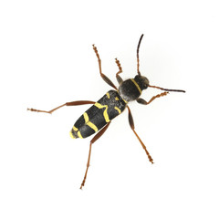 Echter Widderbock, Clytus arietis,