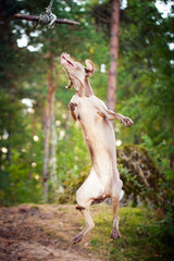 weimaraner dog