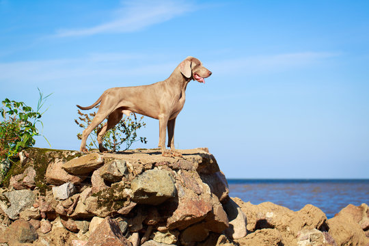 weimaraner dog