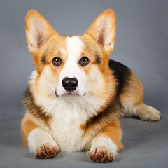 Welsh Corgi Pembroke dog