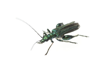 Scheinbockkaefer, Gruener, Oedemera nobilis,