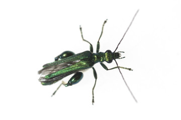 Scheinbockkaefer, Gruener, Oedemera nobilis,