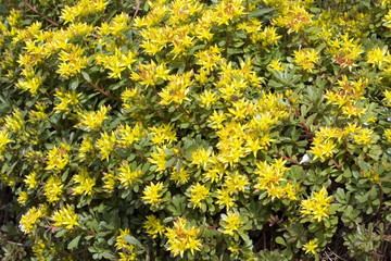Obraz premium Mongolen-Fetthenne, Sedum hybridum,