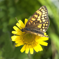 Perlmuttfalter; fabriciana, adippe,