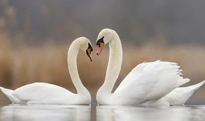 Fotobehang Twee verliefde zwanen en mooie onscherpe achtergrond © vgramatikov