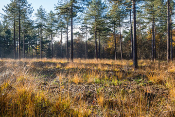 Pine trees after disappearance of the morning mist