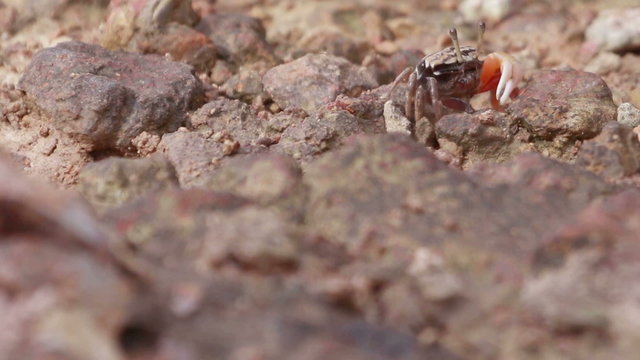 Close up footage Fiddler Crab