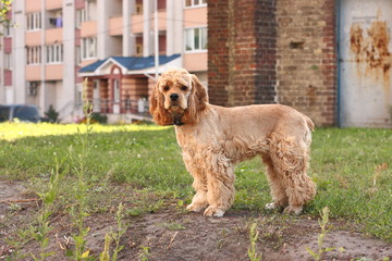  Young dog of breed American cocker spaniel