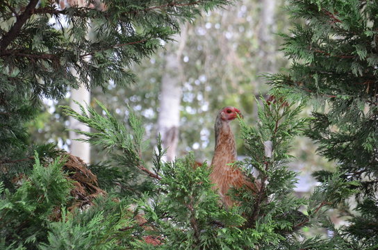 Dinde entour&eacute;e d'arbustes