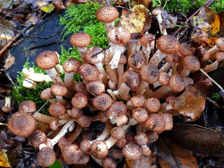 honey fungus in forest