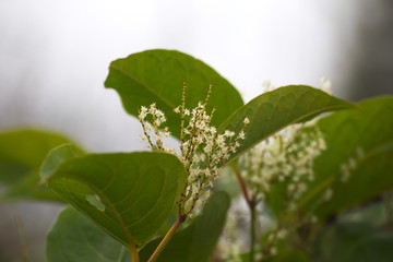 Blossoms of the Japanese Knotweed (Fallopia japonica), an invasive plant species in Europe