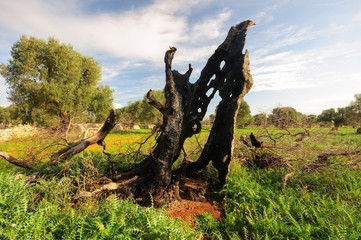 Puglia ulivo secolare bruciato