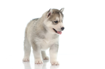 Cute siberian husky standing