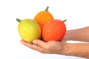 Hand holding Gac fruit, Baby Jackfruit,isolate