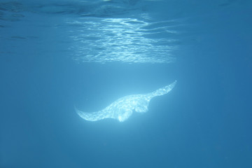 Riesenmanta beim Filtern (Malediven)