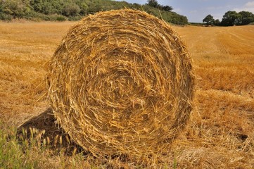  Round straw bales in harvested fields