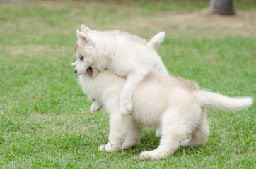 Fototapeta premium Two siberian husky puppy on green grass