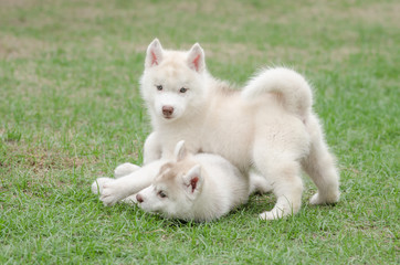 Fototapeta premium Two siberian husky puppy on green grass