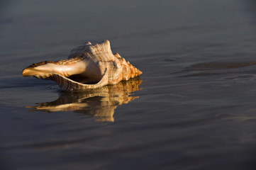 Conch shell at Beach