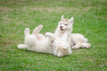 Naklejka na ściany i meble Two siberian husky puppy on green grass