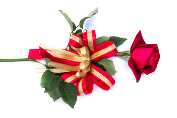 Red rose in white background