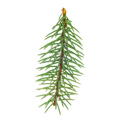 Christmas tree branch, isolated on white background