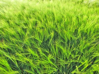 Green rye