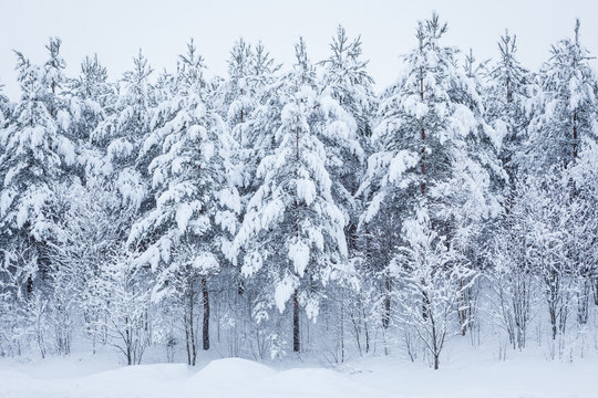 Forest trees covered in snow