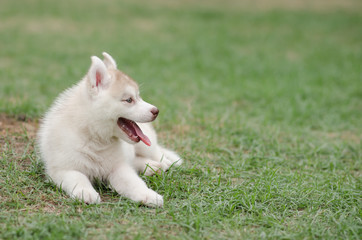 Cute siberian husky on green grass