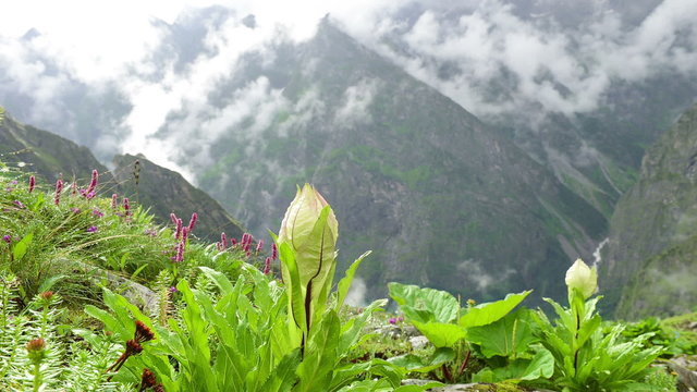 Wildflowers (Saussurea obvallata)Mountain Meadow Mist