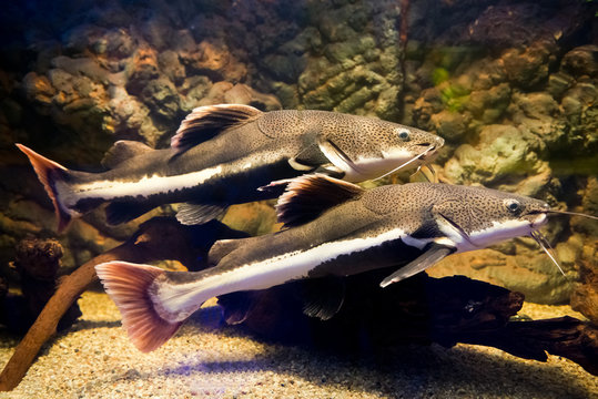 Phractocephalus hemioliopterus - redtail catfish